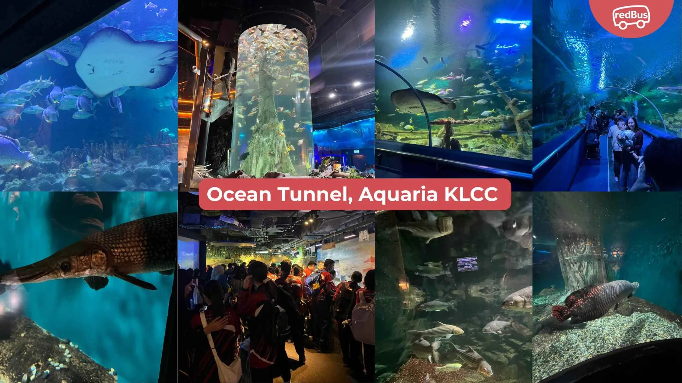Highlight of Aquaria KLCC